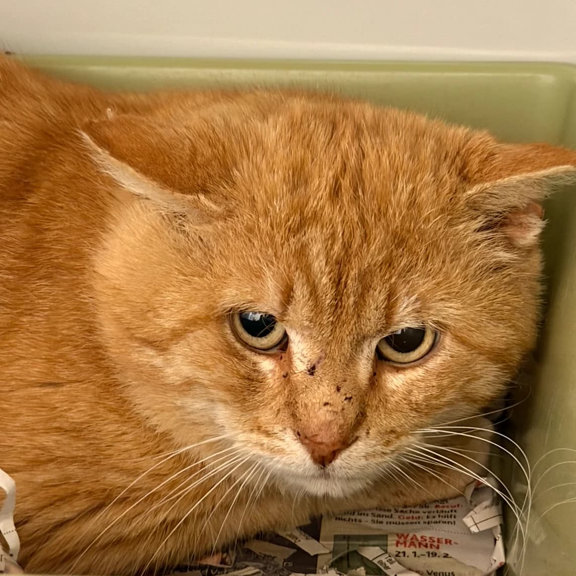 Sammy, male Mixed Breed Cat for adoption at Landestierschutzverein Steiermark, Graz
