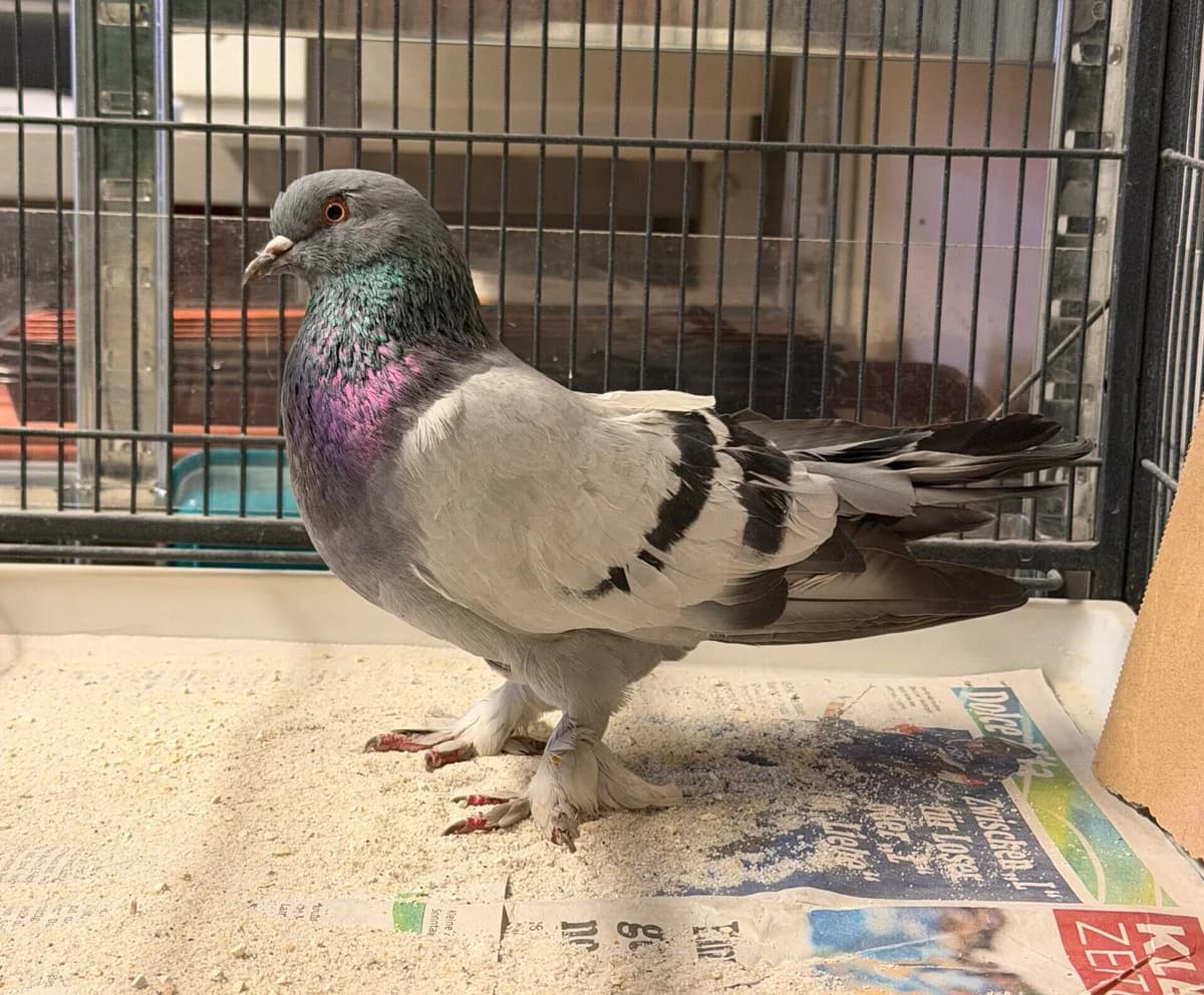 Dinky,  Mixed Breed for adoption at Landestierschutzverein Steiermark, Graz