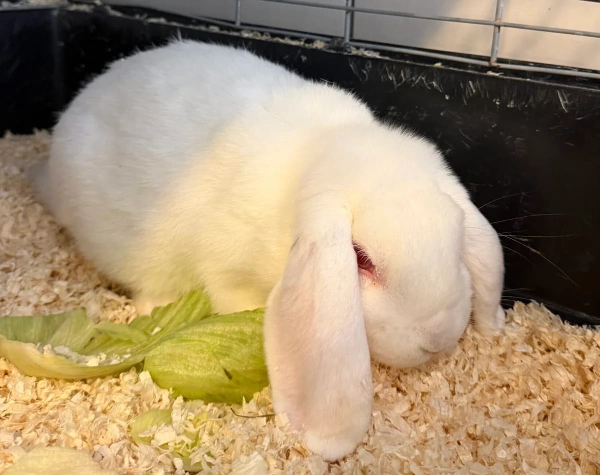 Timothy, male mixed breed for adoption at Landestierschutzverein Steiermark, Graz