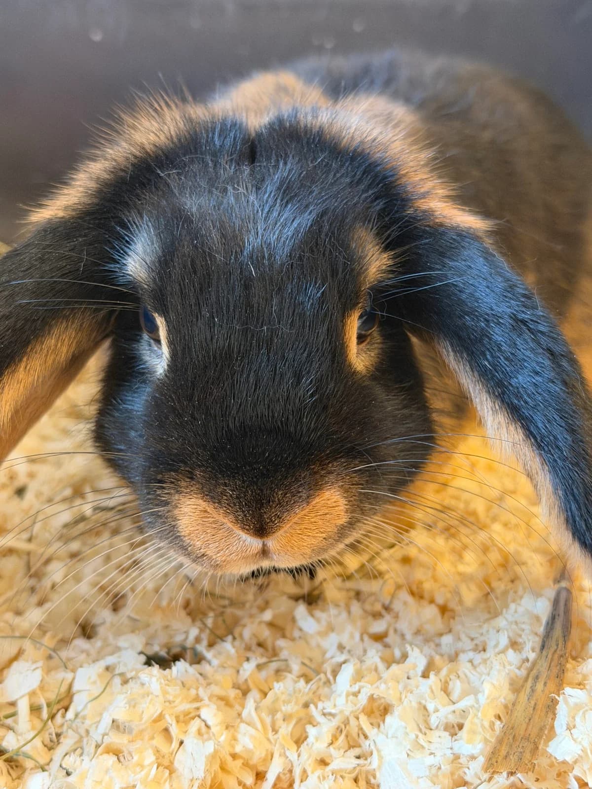 Thumper, male mixed breed for adoption at Landestierschutzverein Steiermark, Graz