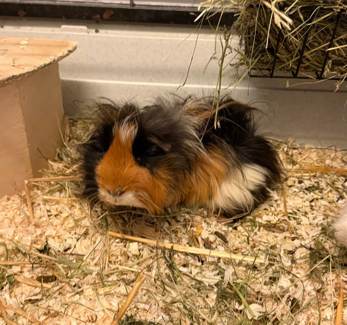 Caidero, Mixed Breed (Landestierschutzverein Steiermark)