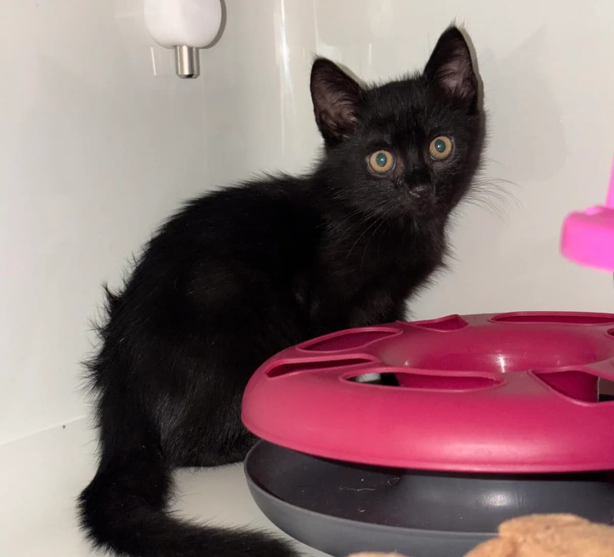 Holly,  puppy Mixed Breed Cat for adoption at Landestierschutzverein Steiermark, Graz