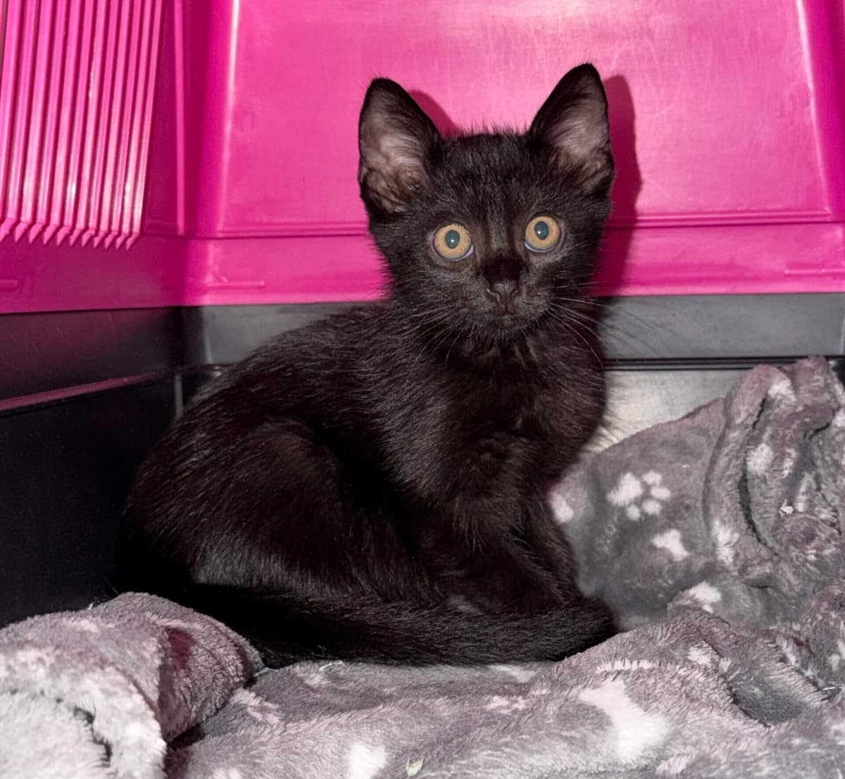 Hunter, male puppy Mixed Breed Cat for adoption at Landestierschutzverein Steiermark, Graz