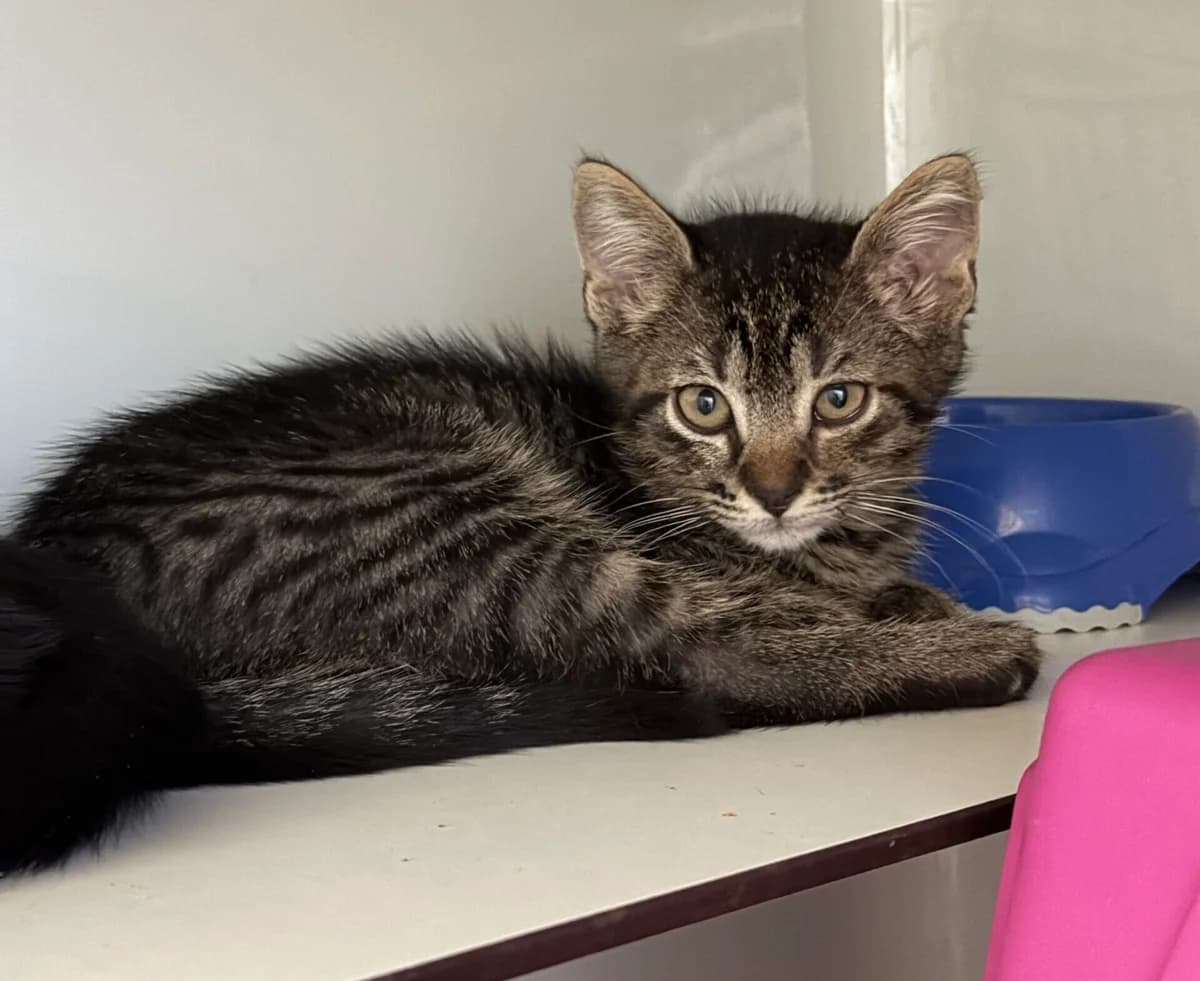 Hades,  puppy Mixed Breed Cat for adoption at Landestierschutzverein Steiermark, Graz