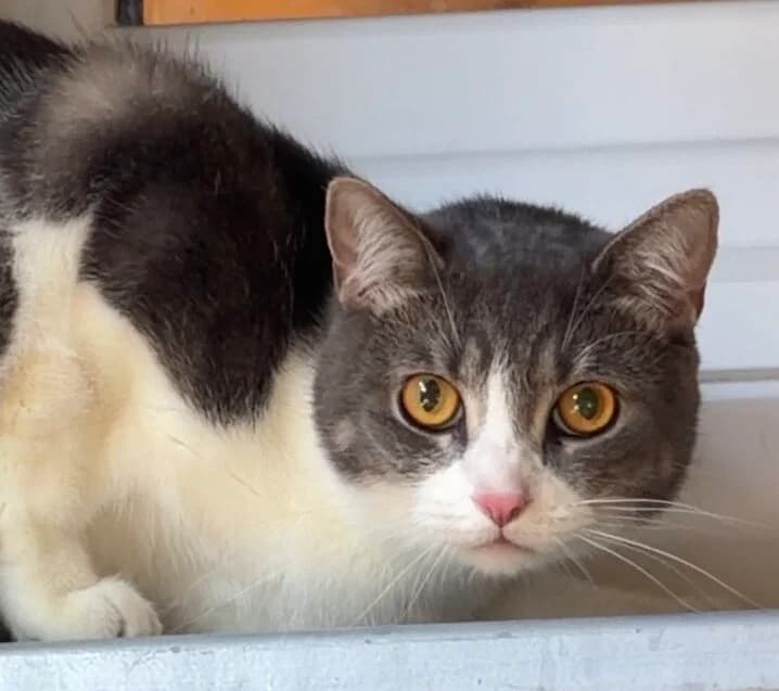 Simba, male 5yo European Shorthair for adoption at Landestierschutzverein Steiermark, Graz