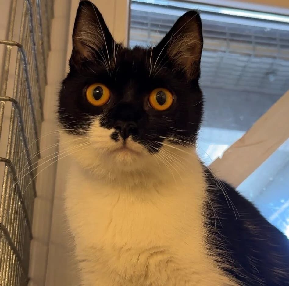 Noemy, European Shorthair for adoption at Landestierschutzverein Steiermark, Graz