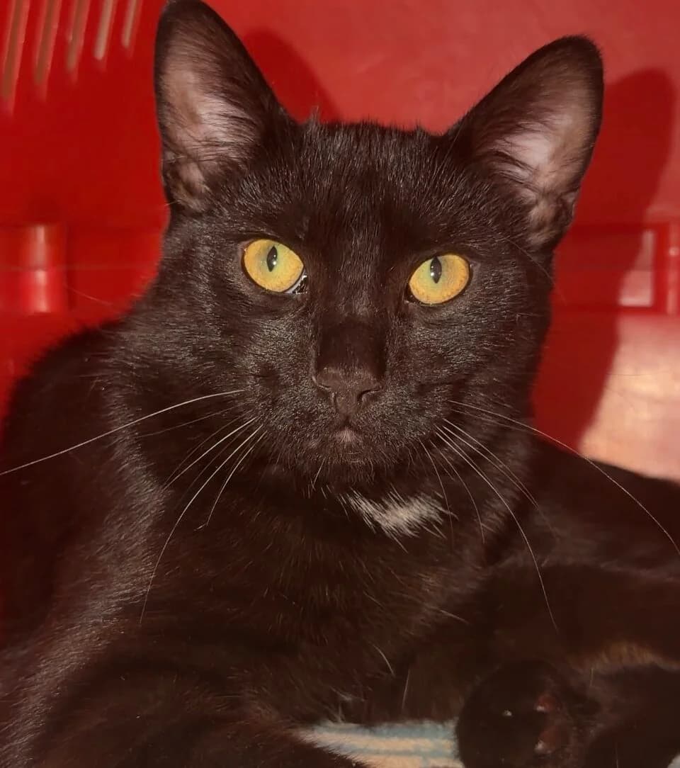 Kishan, male European Shorthair for adoption at Landestierschutzverein Steiermark, Graz