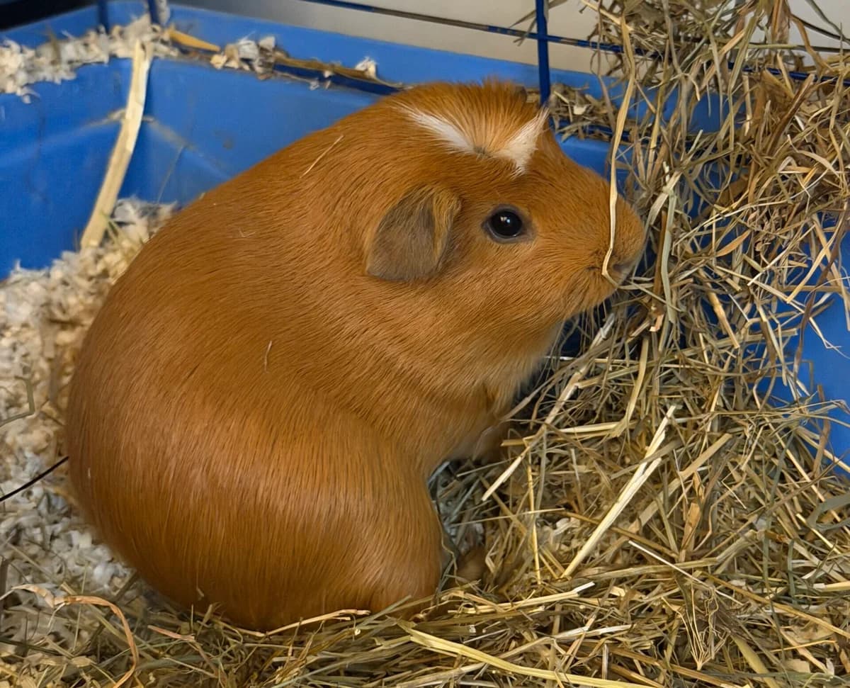 Vincent, male Mixed Breed for adoption at Landestierschutzverein Steiermark, Graz