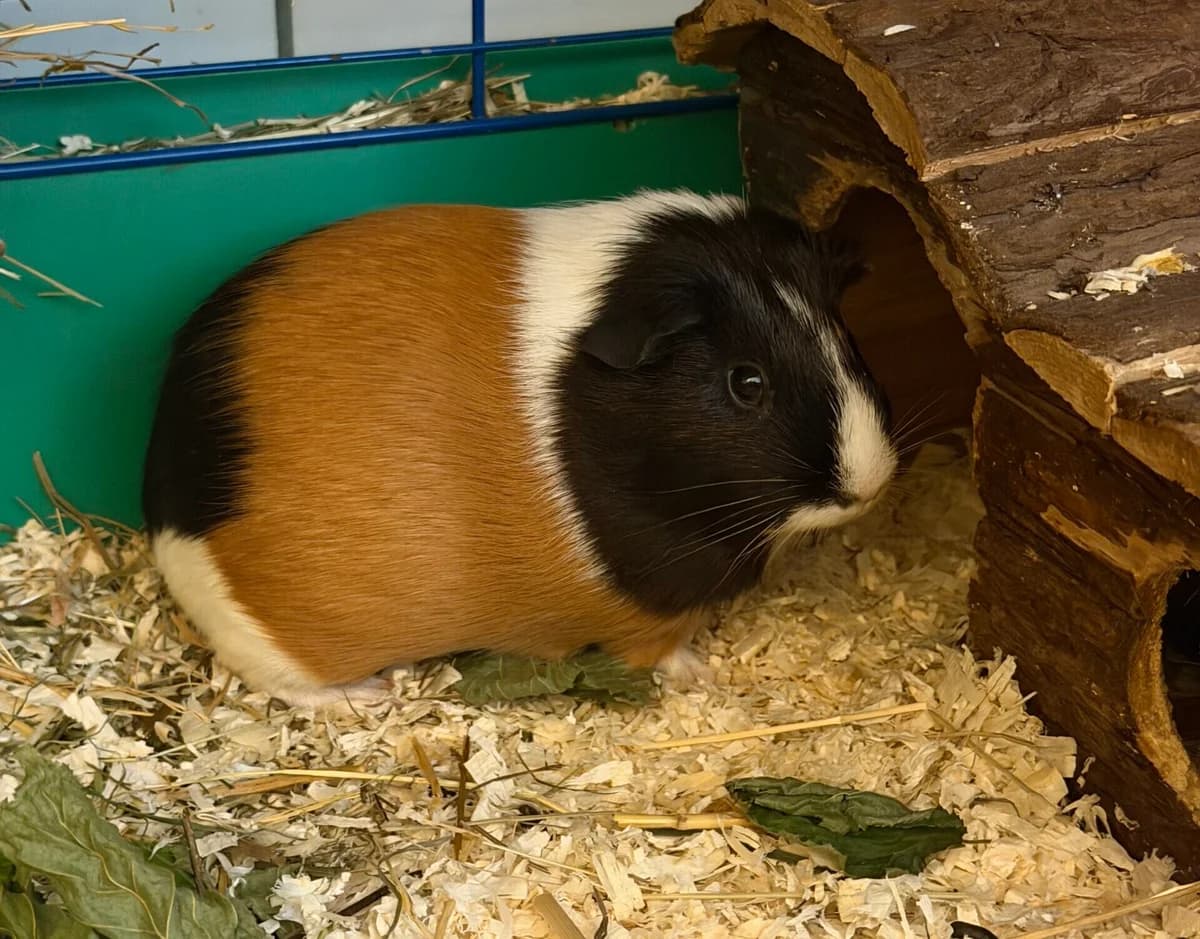 Valerie, male Mixed Breed for adoption at Landestierschutzverein Steiermark, Graz