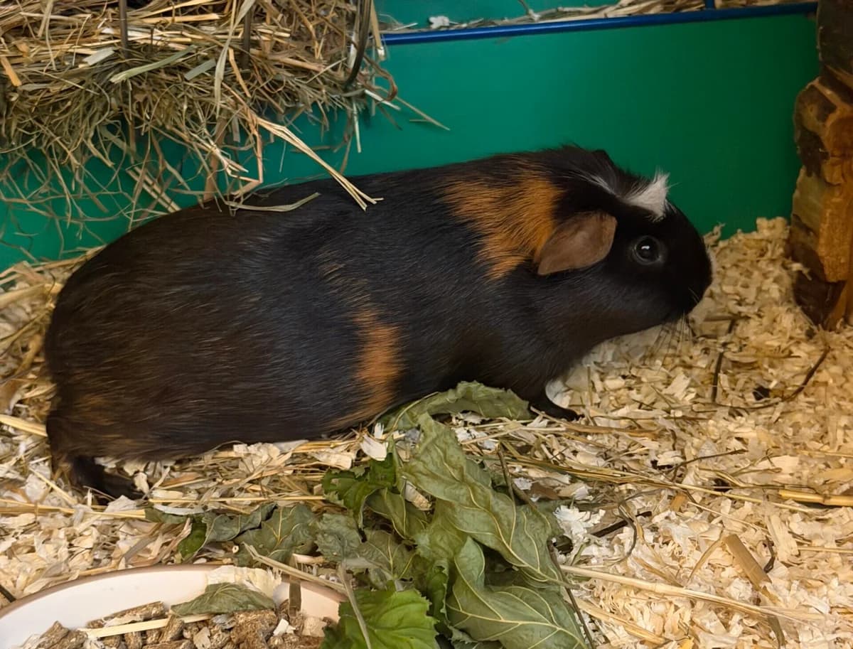 Vroni,  Mixed Breed for adoption at Landestierschutzverein Steiermark, Graz