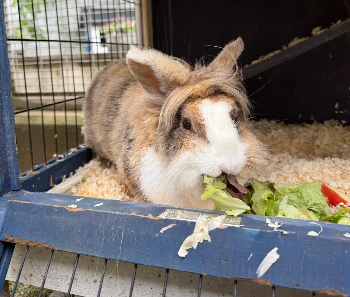 Klara, female mixed breed for adoption at Landestierschutzverein Steiermark, Graz