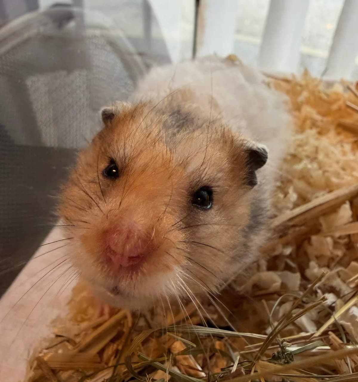 Konstantin,  mixed breed for adoption at Landestierschutzverein Steiermark, Graz
