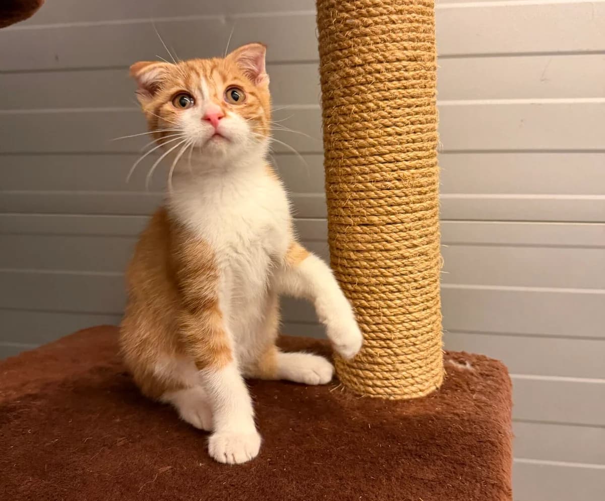 Calypso, male puppy Mixed Breed Cat for adoption at Landestierschutzverein Steiermark, Graz