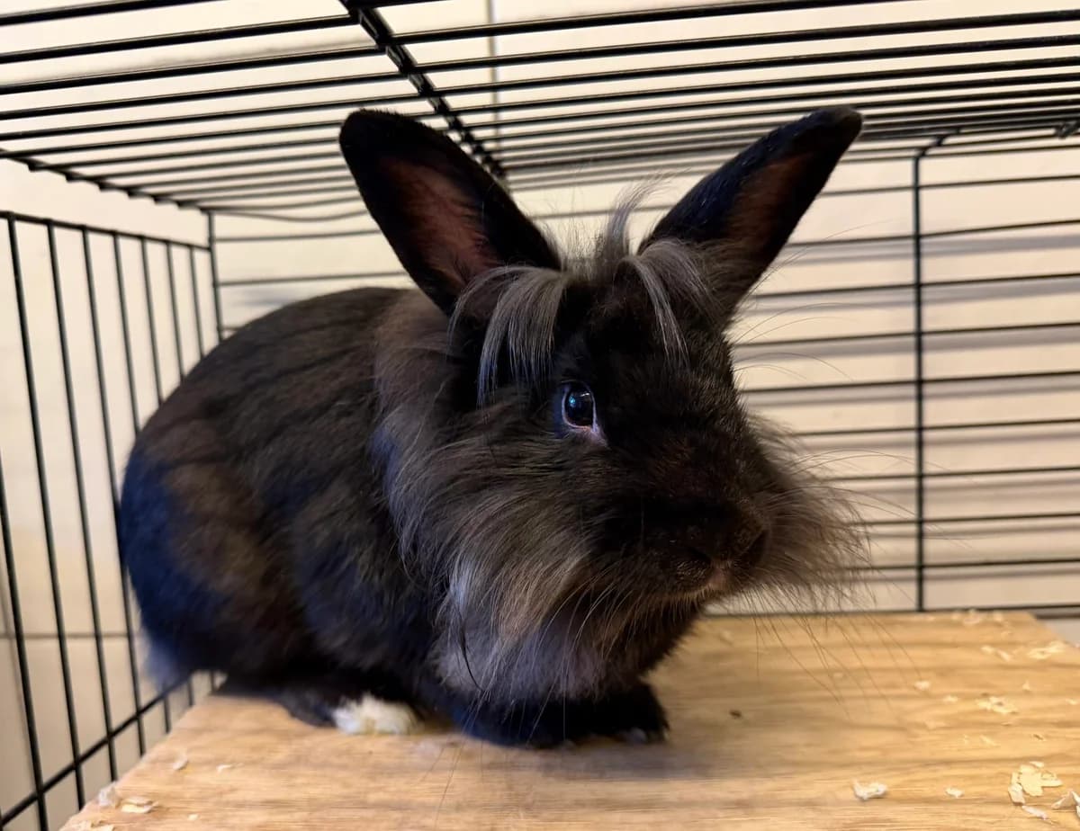 Bunny,  mixed breed for adoption at Landestierschutzverein Steiermark, Graz