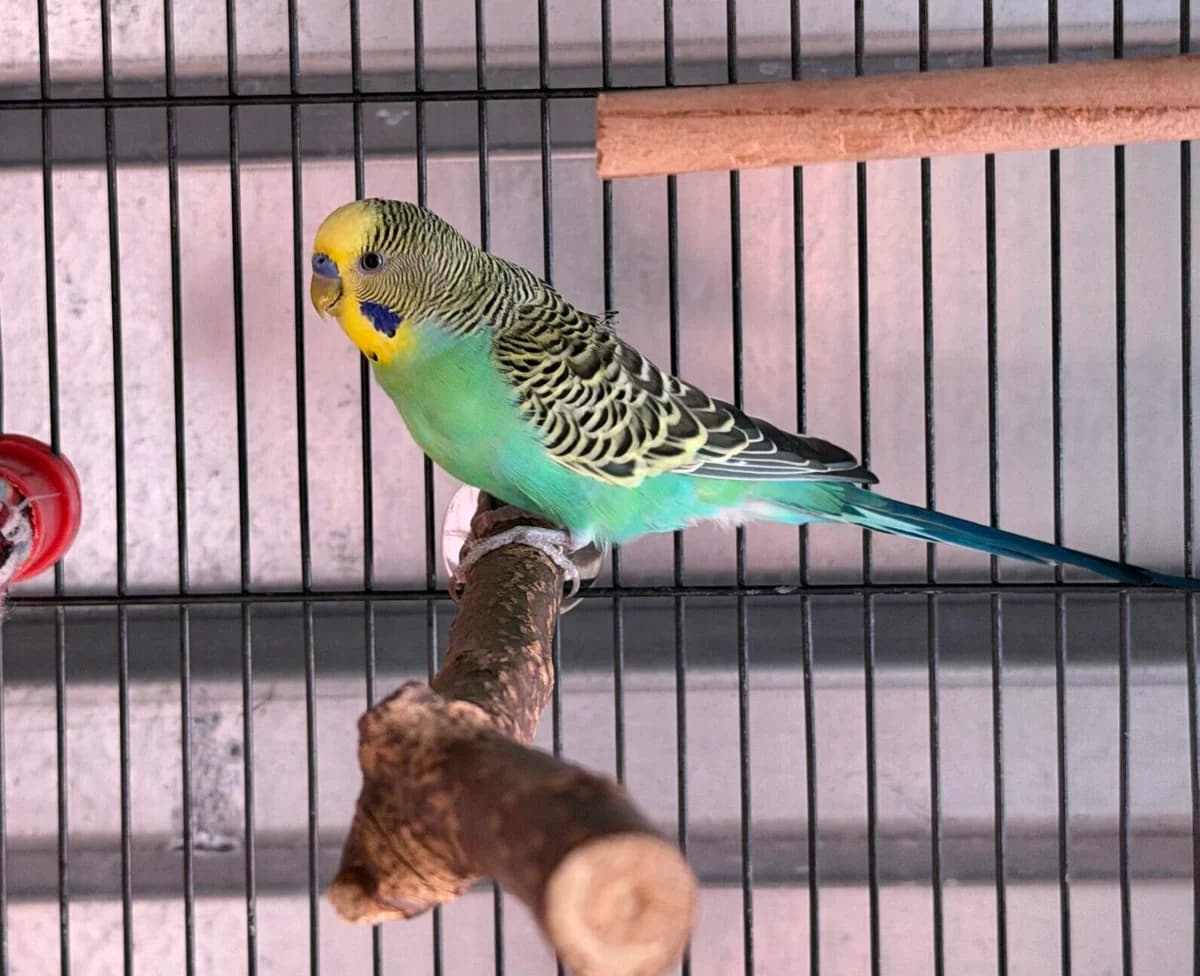 Tom, gelb male Mixed Breed for adoption at Landestierschutzverein Steiermark, Graz