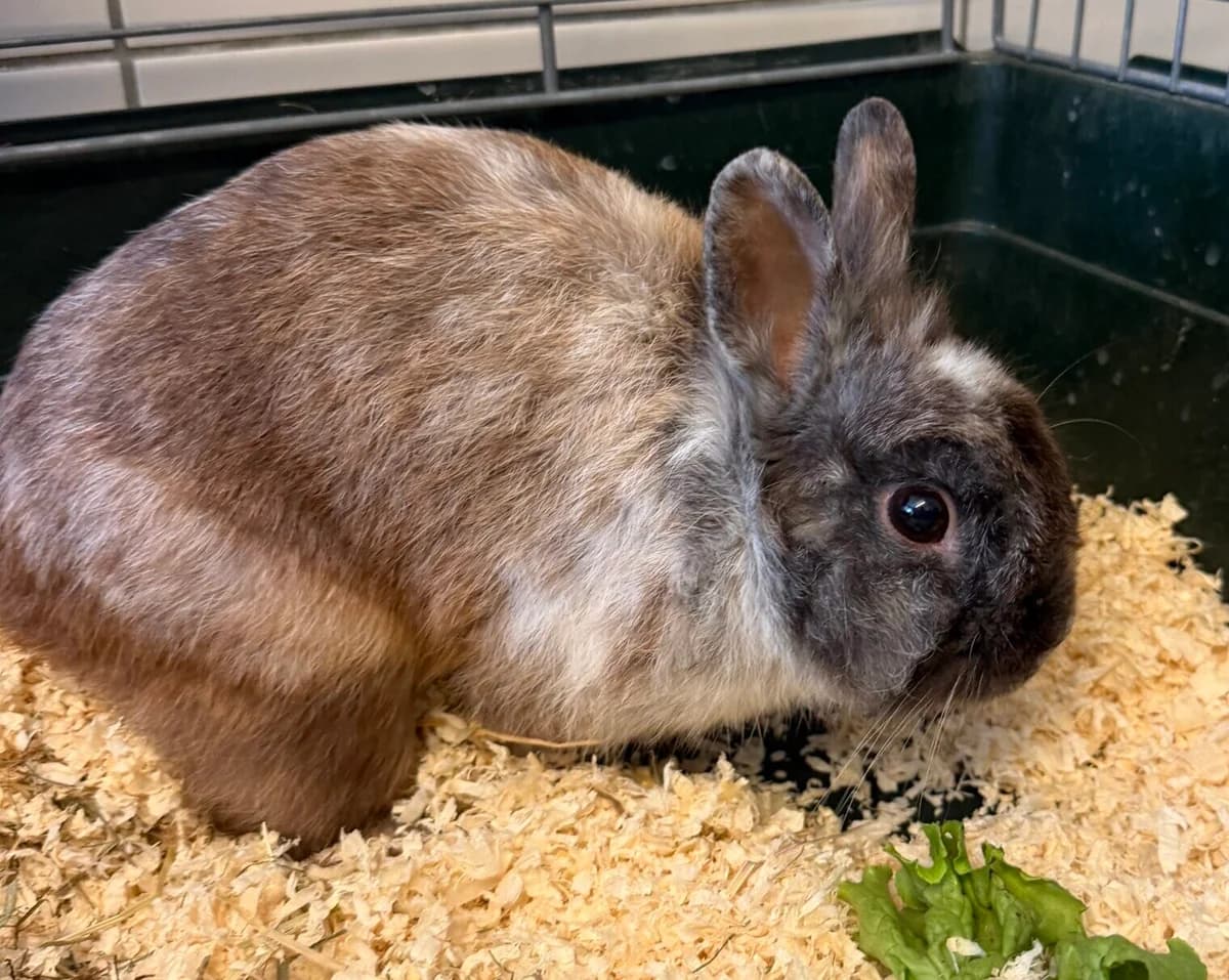 Hades, male mixed breed for adoption at Landestierschutzverein Steiermark, Graz