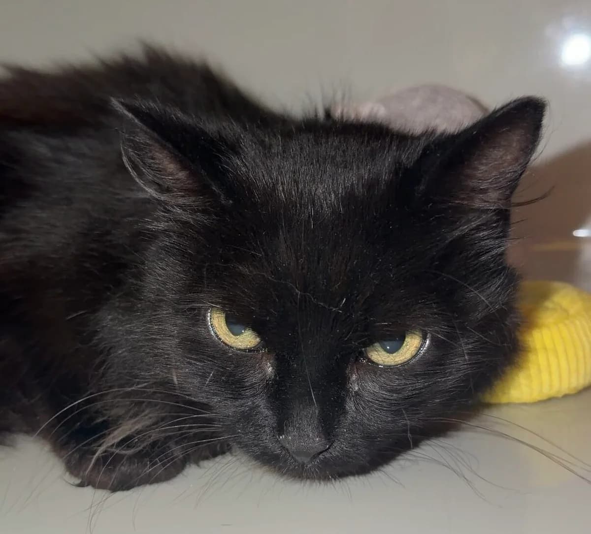 Whoopi, male 5yo mixed breed for adoption at Landestierschutzverein Steiermark, Graz