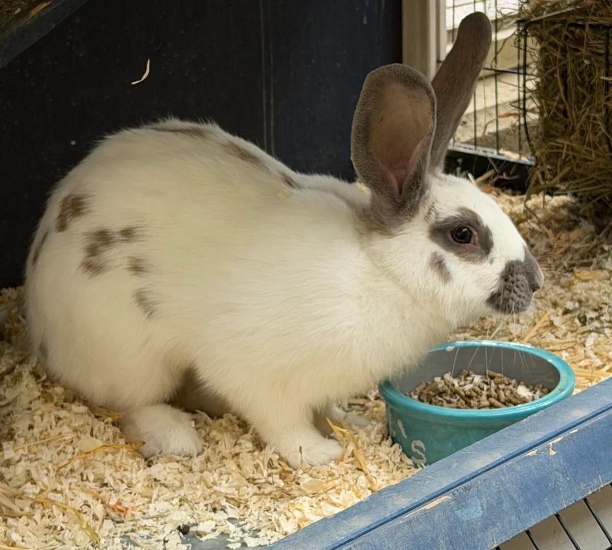 Polly, female mixed breed for adoption at Landestierschutzverein Steiermark, Graz