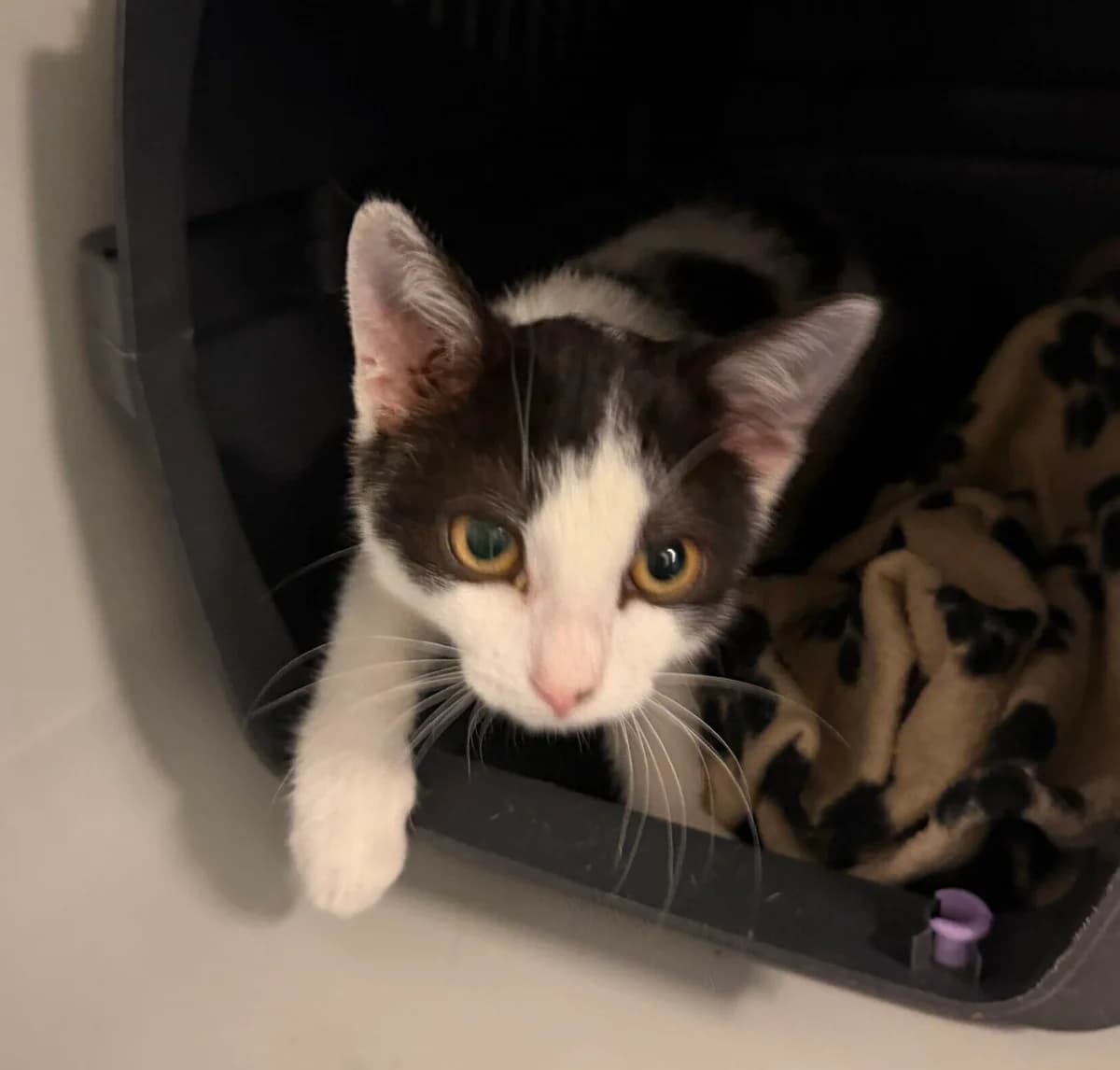 Wanita,  puppy Mixed Breed Cat for adoption at Landestierschutzverein Steiermark, Graz