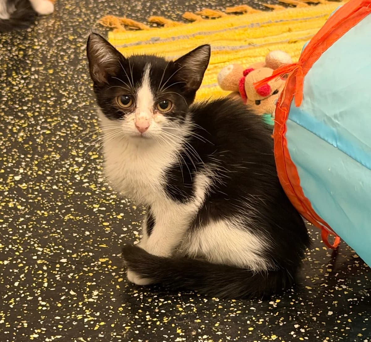 Anet,  puppy Mixed Breed Cat for adoption at Landestierschutzverein Steiermark, Graz