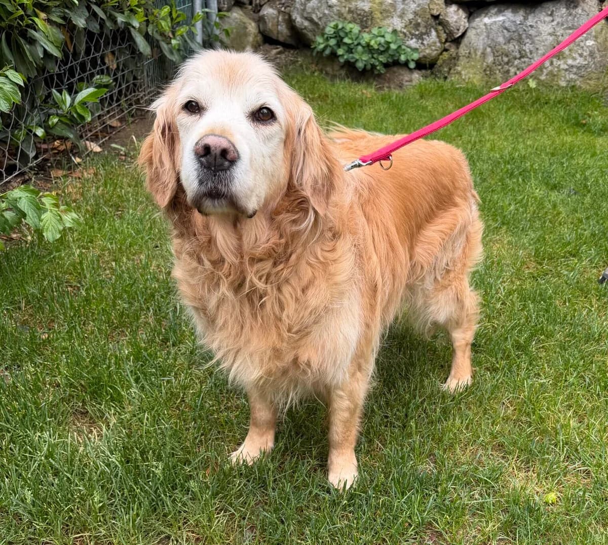 Artemis, golden  senior Golden Retriever for adoption at Landestierschutzverein Steiermark, Graz
