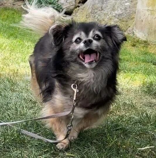 Bauxy, male senior mixed breed for adoption at Landestierschutzverein Steiermark, Graz
