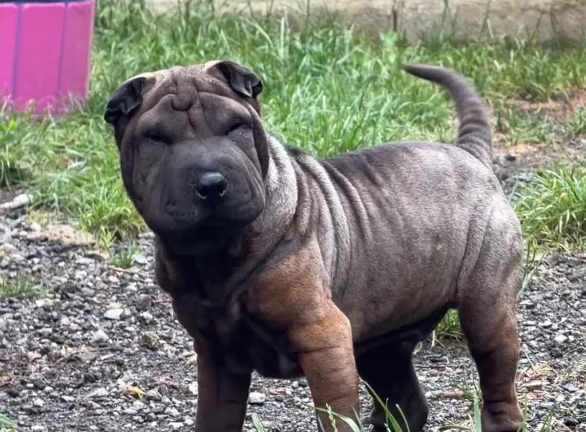 Buster Jr, young mixed breed for adoption at Landestierschutzverein Steiermark, Graz