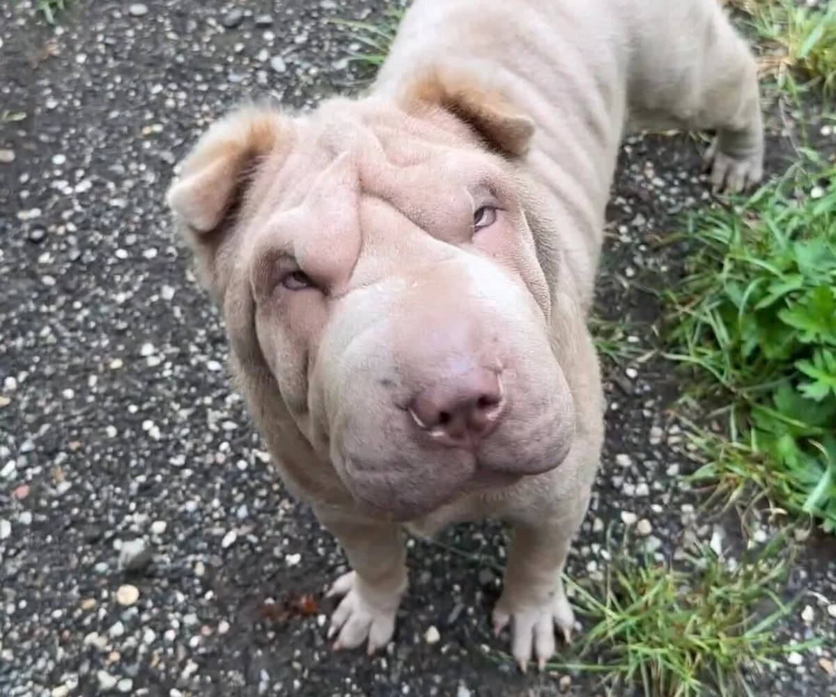 Darla, young Mixed Breed for adoption at Landestierschutzverein Steiermark, Graz