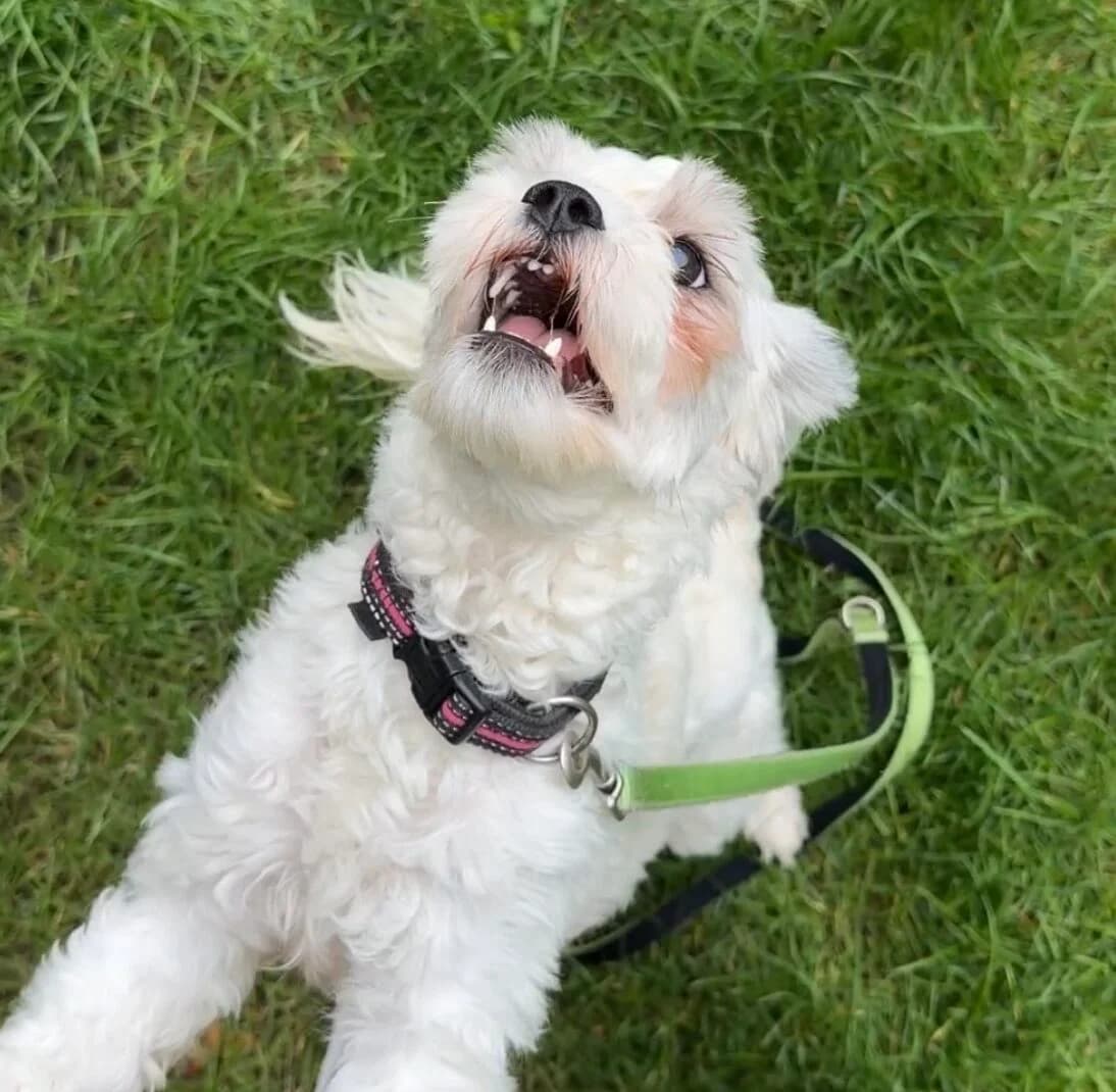 Elsie, female Maltese for adoption at Landestierschutzverein Steiermark, Graz