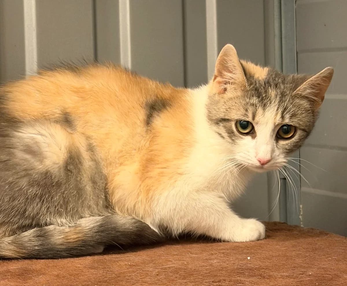 Gina, female European Shorthair for adoption at Landestierschutzverein Steiermark, Graz