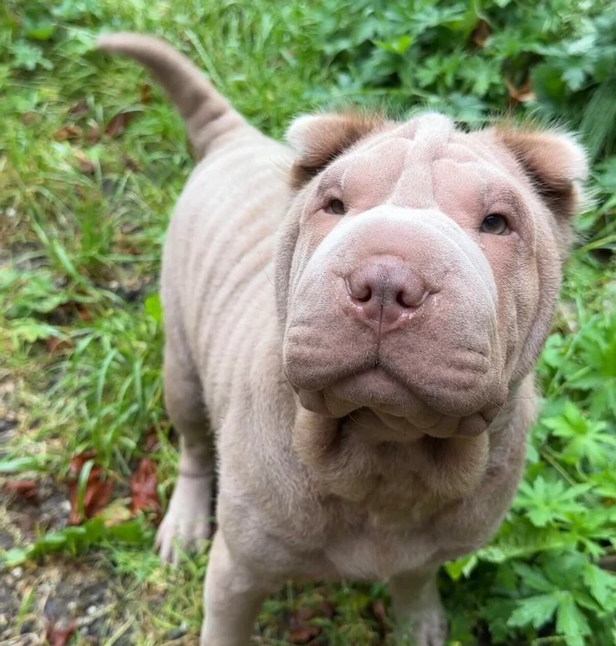 Juna, young Mixed Breed for adoption at Landestierschutzverein Steiermark, Graz