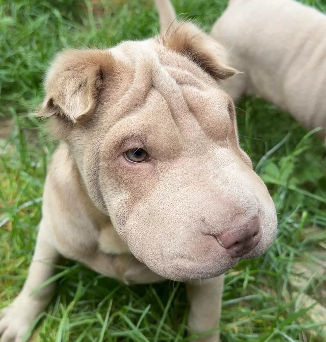 Shiva, female puppy mixed breed for adoption at Landestierschutzverein Steiermark, Graz