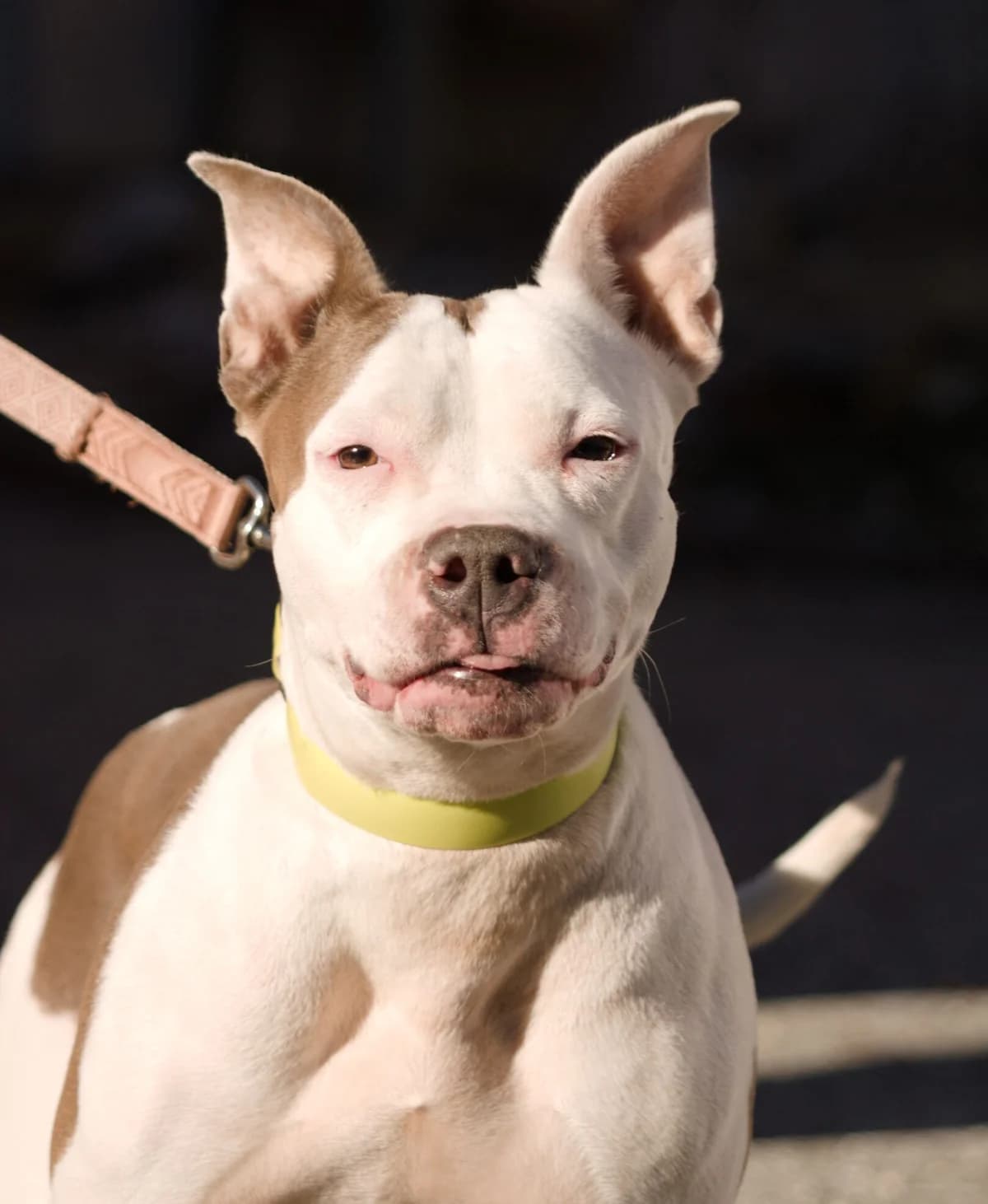 Phoebe, weiß female 7yo Staffordshire Bull Terrier for adoption at Landestierschutzverein Steiermark, Graz
