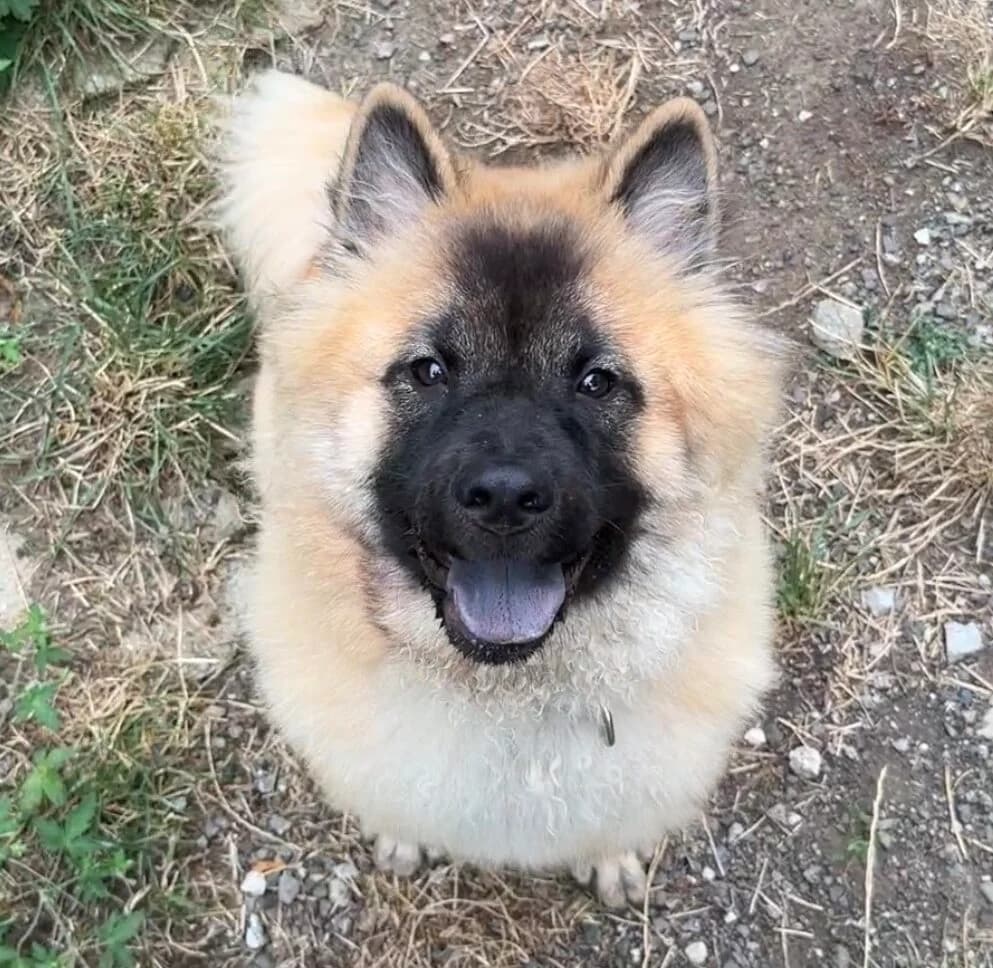 Ronja, female puppy mixed breed for adoption at Landestierschutzverein Steiermark, Graz