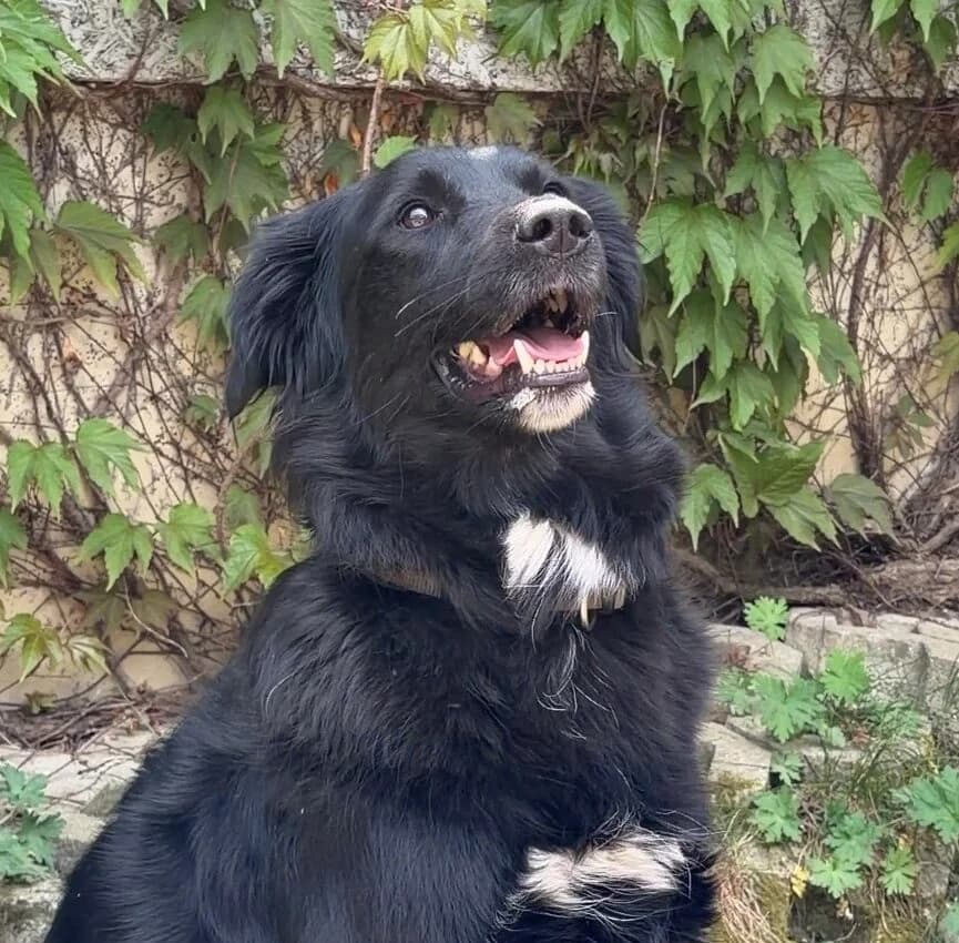 Ruffy, male Mixed Breed for adoption at Landestierschutzverein Steiermark, Graz