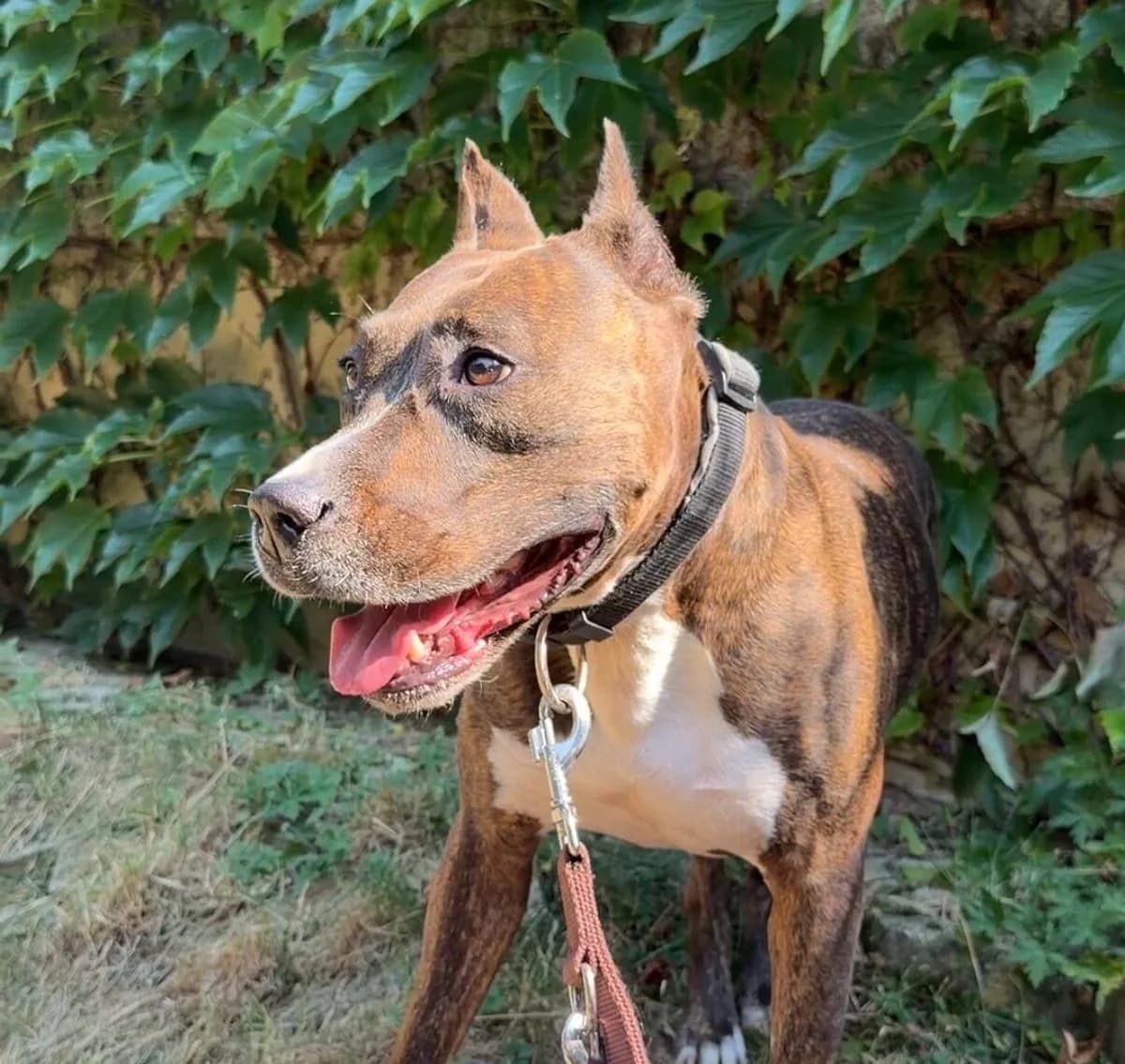 Vila, female Bull Terrier for adoption at Landestierschutzverein Steiermark, Graz
