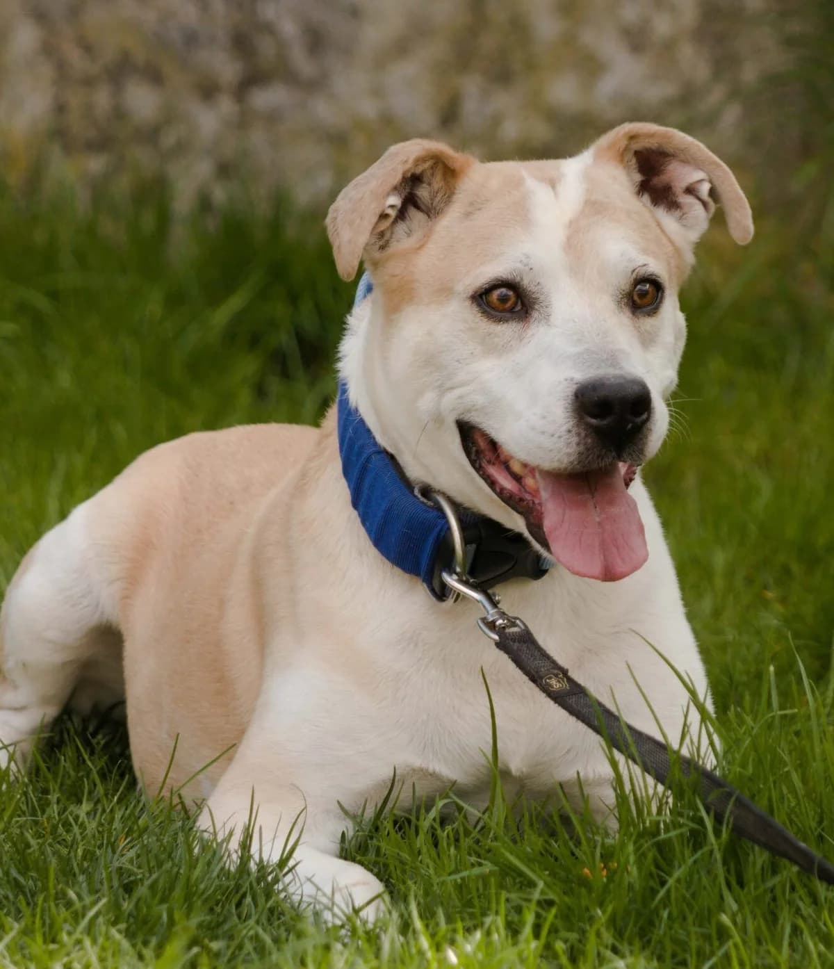Whisky,  Pit Bull Terrier for adoption at Landestierschutzverein Steiermark, Graz