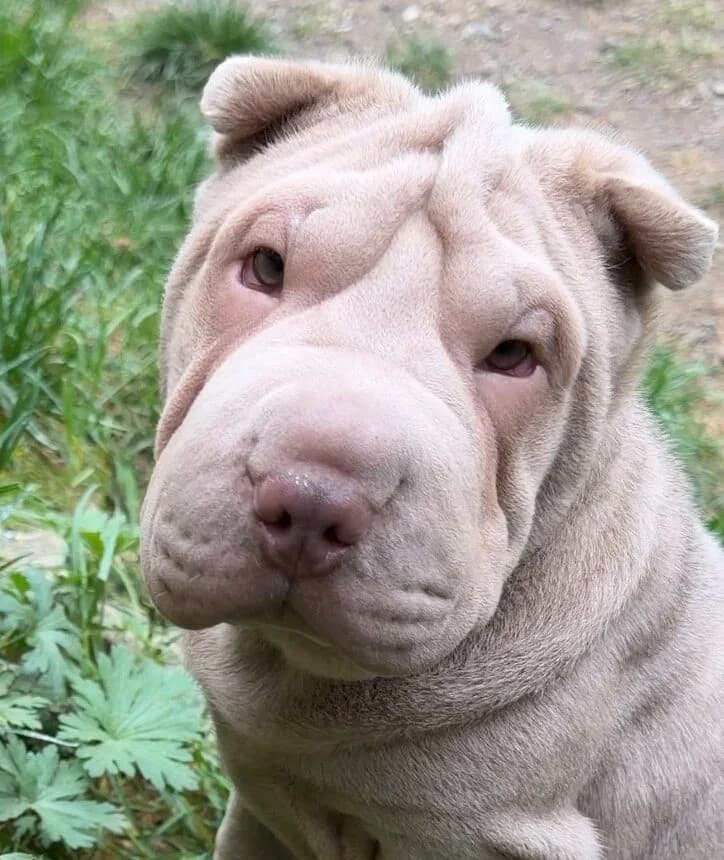 Zoe, female puppy mixed breed for adoption at Landestierschutzverein Steiermark, Graz