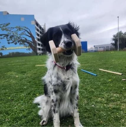 Amy, female 5yo Mixed Breed for adoption at Tierzuflucht