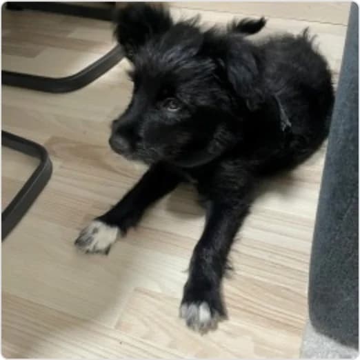Benny, male 5yo Mixed Breed for adoption at Tierzuflucht