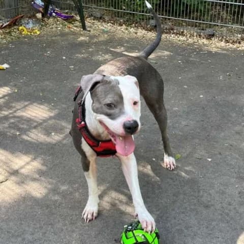 Calea, female 3yo American Staffordshire Terrier for adoption at Tierzuflucht