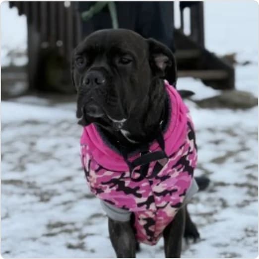 Cindy, female 4yo Cane Corso for adoption at Tierzuflucht