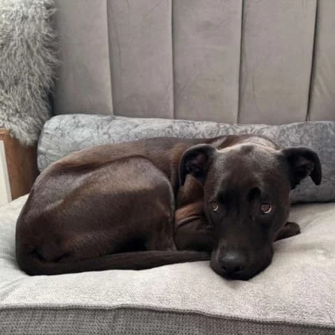 Emma, female 6yo American Staffordshire Terrier for adoption at Tierzuflucht