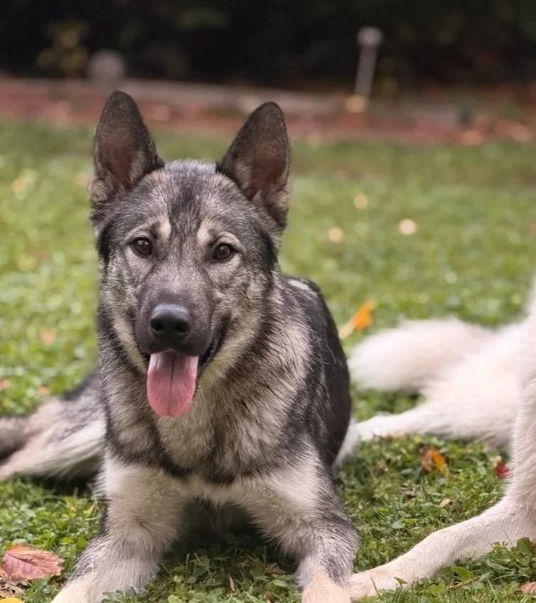 Keanu, male young mixed breed for adoption at Tierzuflucht