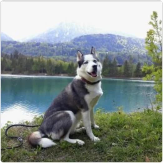 Leyla, female senior Husky for adoption at Tierzuflucht