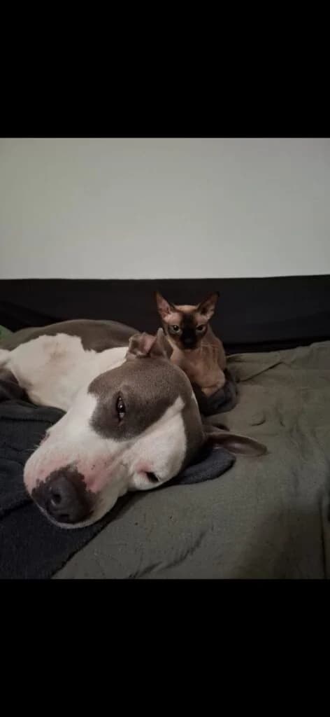 Lia, female 5yo American Bully for adoption at Tierzuflucht