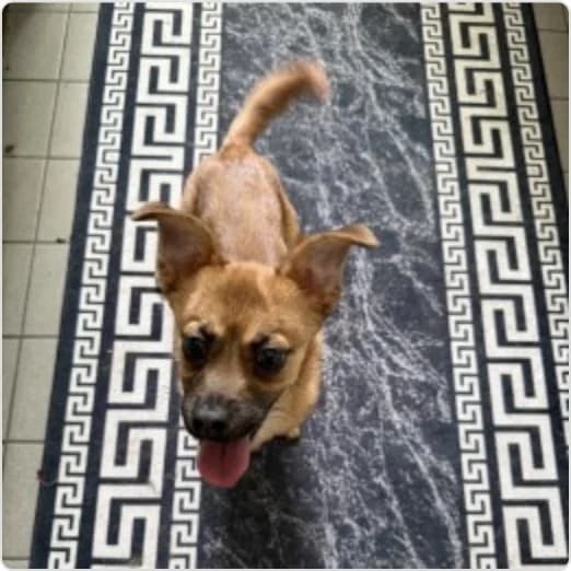Medo, male puppy Mixed Breed for adoption at Tierzuflucht