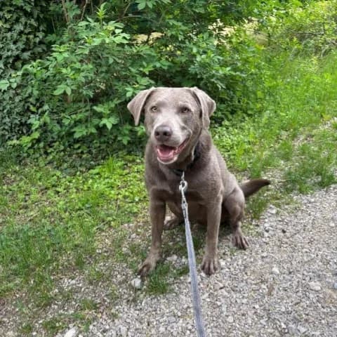 Rocco, male 6yo Labrador Retriever for adoption at Tierzuflucht