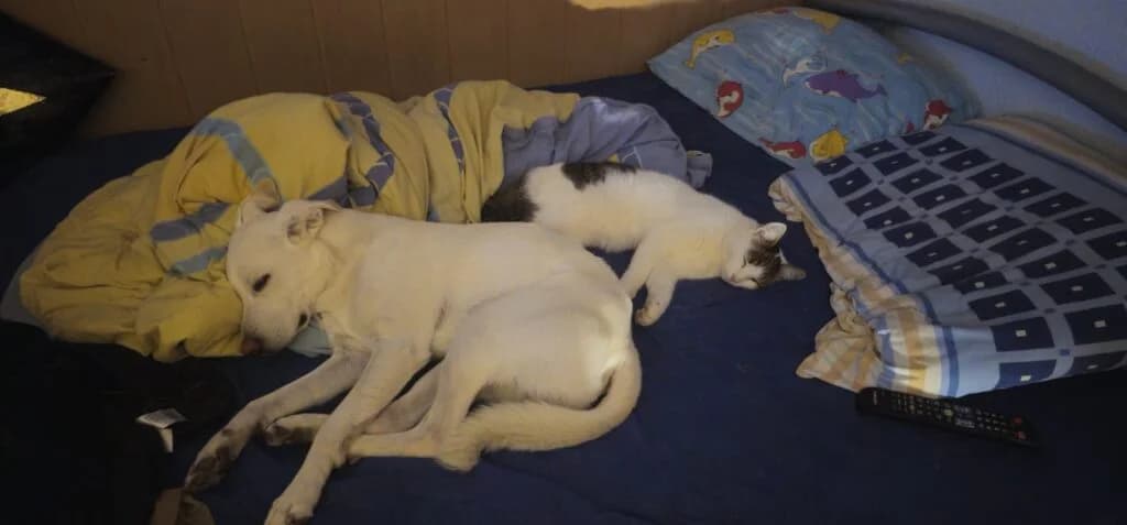Snow, male 4yo Mixed Breed for adoption at Tierzuflucht