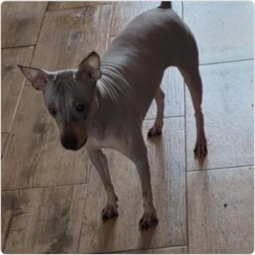 Sultan, female young mixed breed for adoption at Tierzuflucht